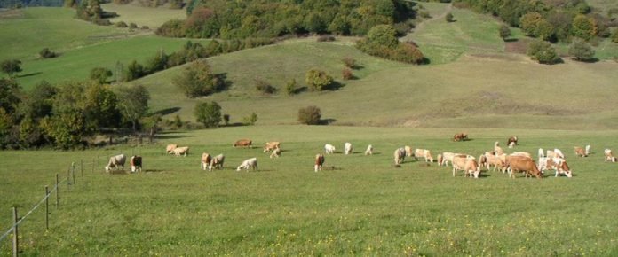 Farma Turová chov hovädzieho dobytka, ekologický bitúnok, mäso v zaručenej kvalite BIO