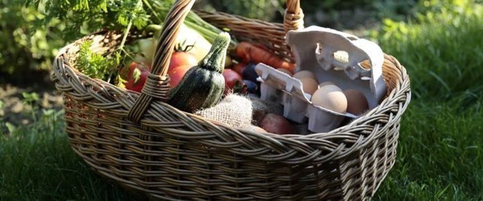 Rodinná Farma Šataník pestujeme Ovocie a Zeleninu, chováme sliepky na vajíčka
