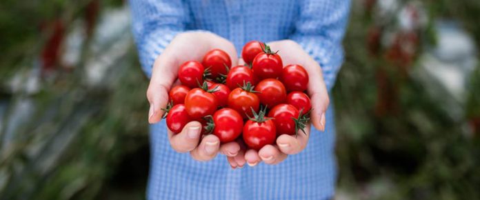 Farma Babindol pestovanie cherry paradajok, McDreamy a Tramezzino
