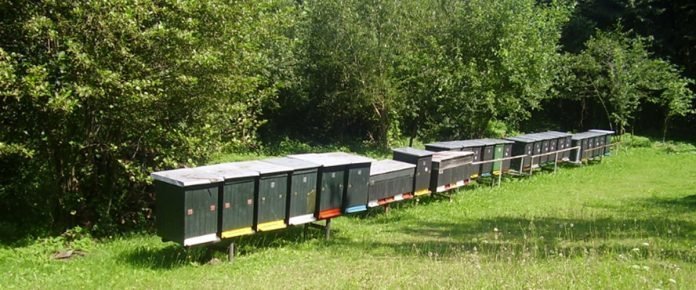 BeeFARM, včelia farma med, medovina, propolis, materská kašička