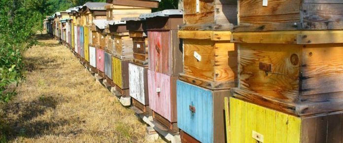 Včelárstvo IRHA med, propolis, peľ, včelia materská kašička