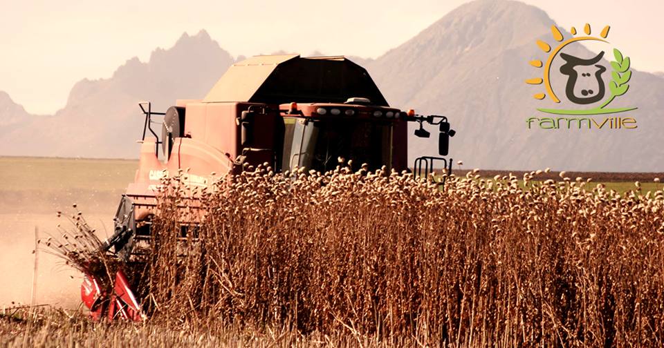 rodinná farma FarmVille, dlhozrejúce syry, repkový, pestrecový olej