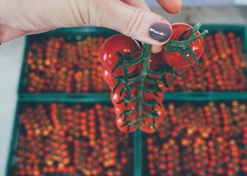 Farma Bruty na farme v súčasnosti pestujeme paradajky a čučoriedky