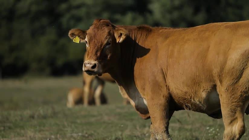 Krava & Co bola založená ako rodinná firma, hovädzí dobytok „Limousin“.