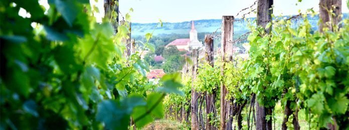 Komjathi - Prírodné vína