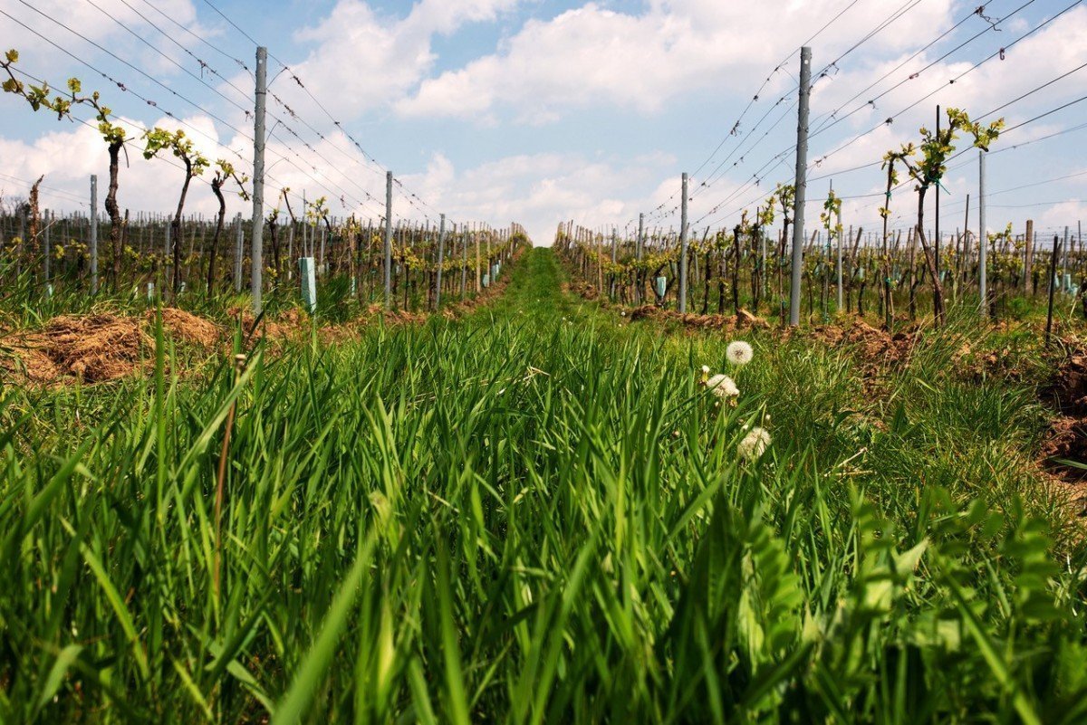 Vinárstvo Hubinský