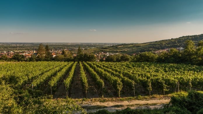 Vinárstvo Dubovský & Grančič