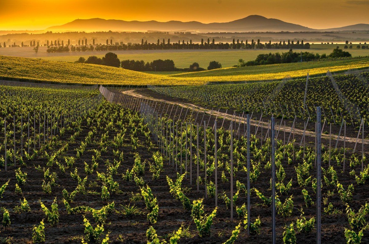 TAJNA Vineyards & Winery