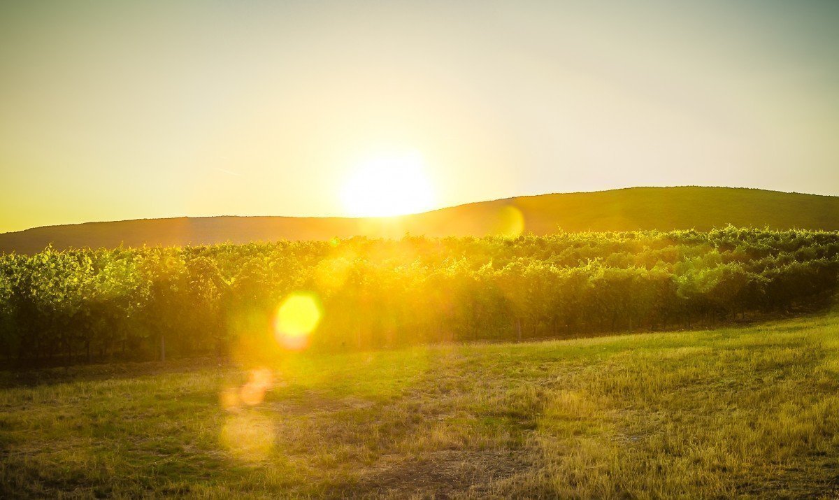 Poctivé rodinné vinárstvo NICHTA