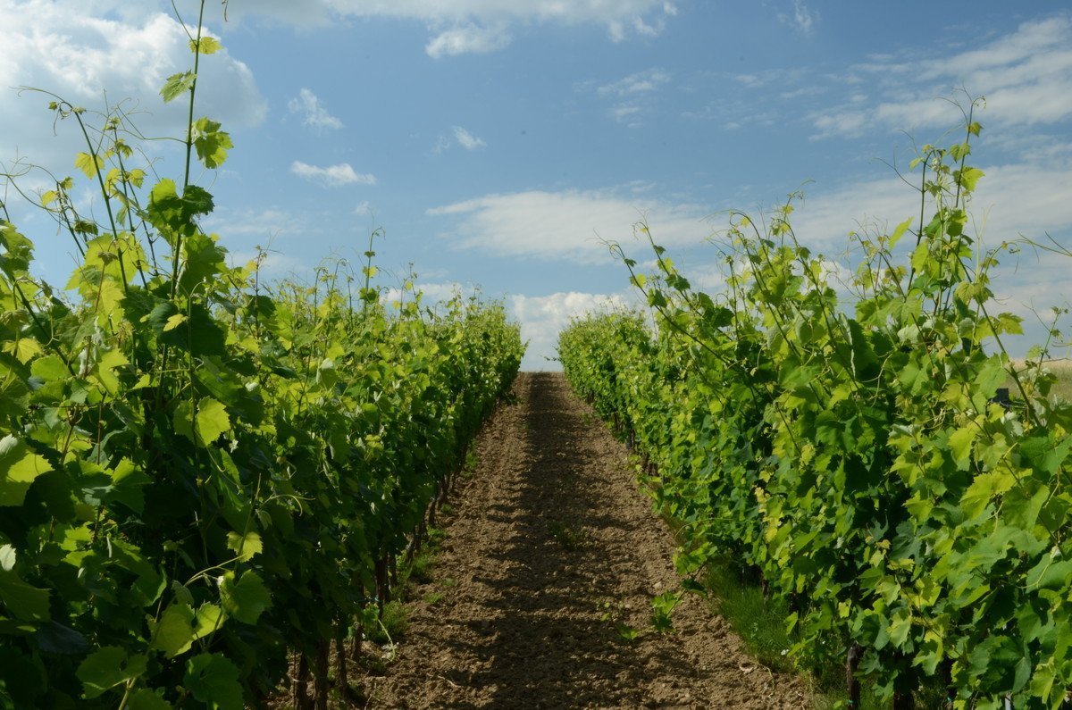 Tokajské vína Ostrožovič