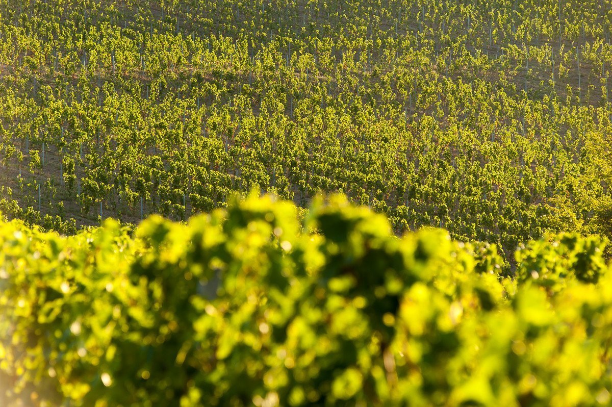 Tokajské vína Ostrožovič