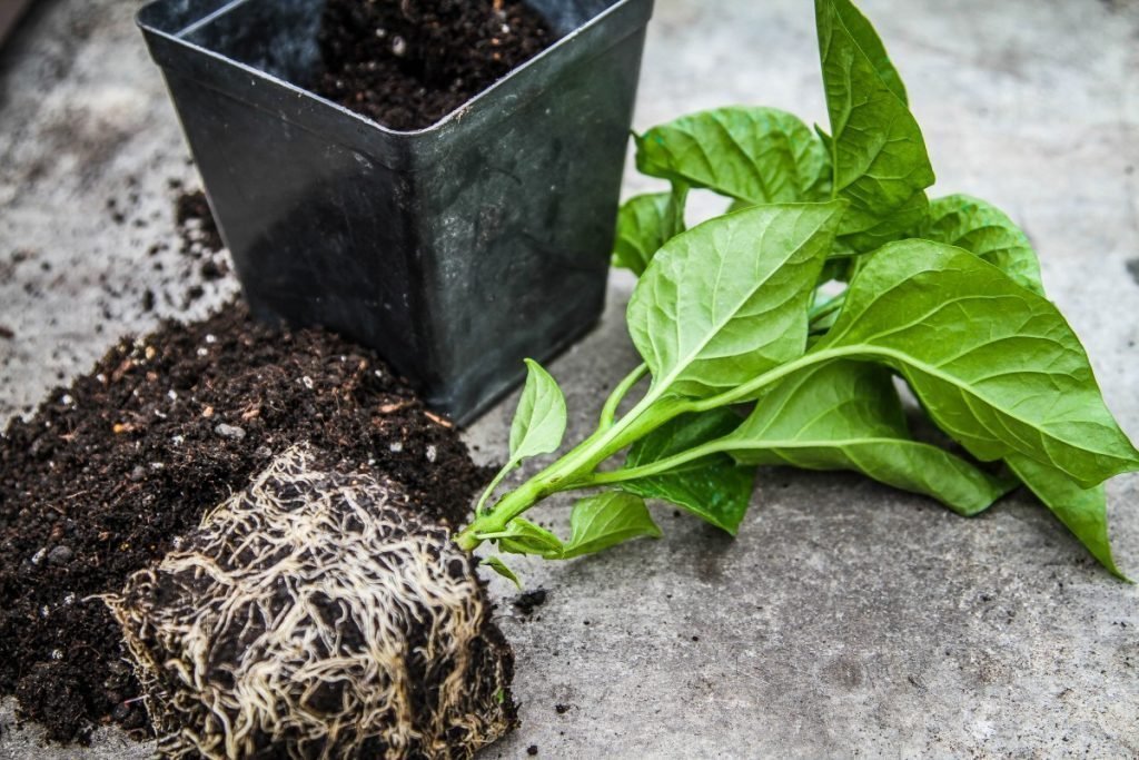 Burning Angel - Slovenské chili je medzi najlepšími