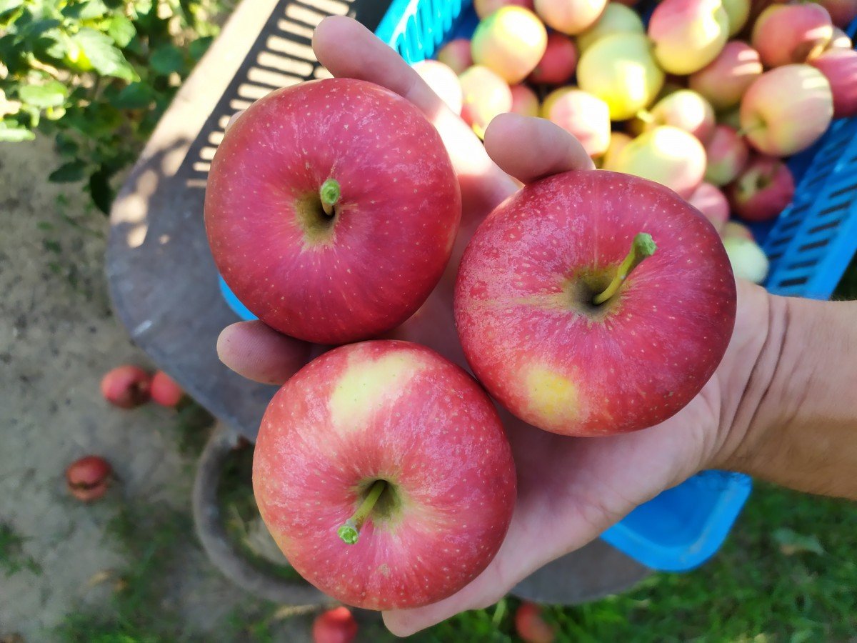 Ovocné šťavy ZOFT