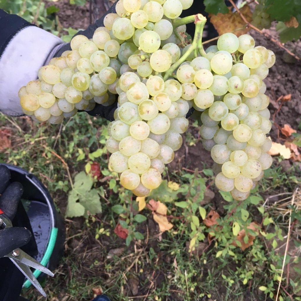 Vinárstvo Anton Uhnák