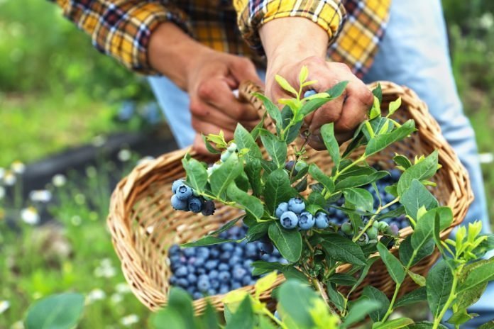 Ovocná farma - Najväčší čučoriedkový sad na Slovensku