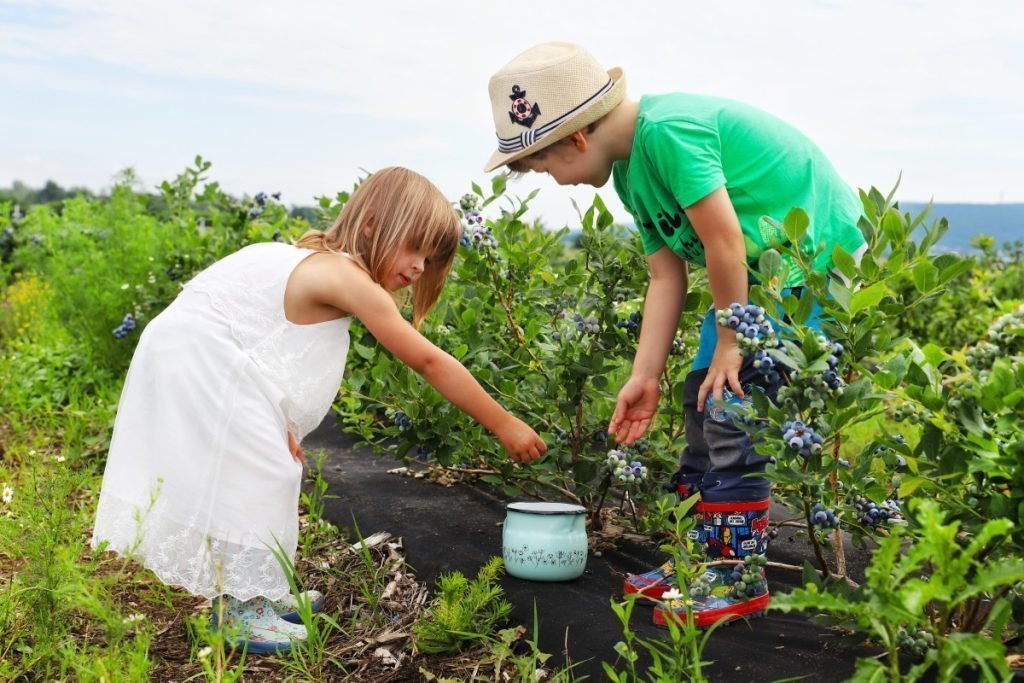 Ovocná farma - Najväčší čučoriedkový sad na Slovensku