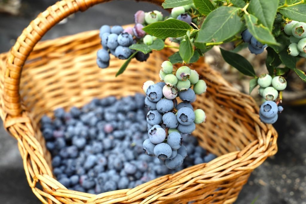 Ovocná farma - Najväčší čučoriedkový sad na Slovensku