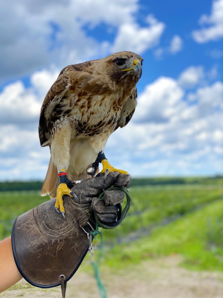 Ovocná farma - Najväčší čučoriedkový sad na Slovensku