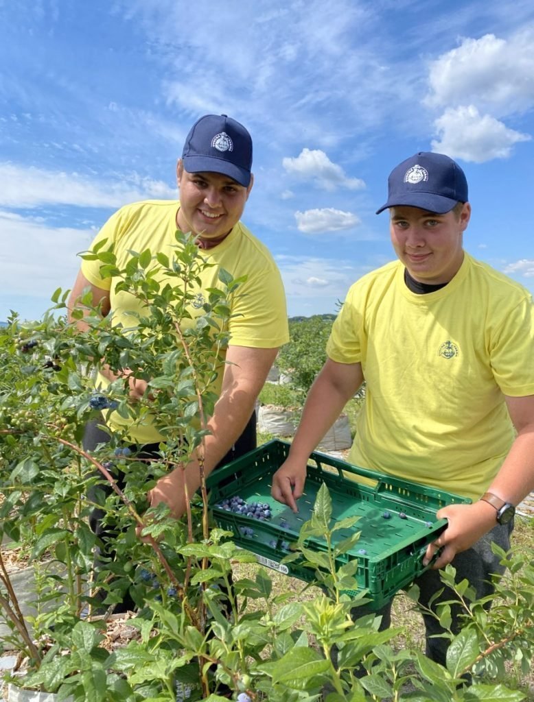 Ovocná farma - Najväčší čučoriedkový sad na Slovensku
