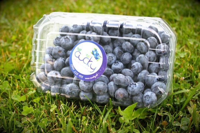 Ľúbite čučoriedky? Okoštujte ČUČKY