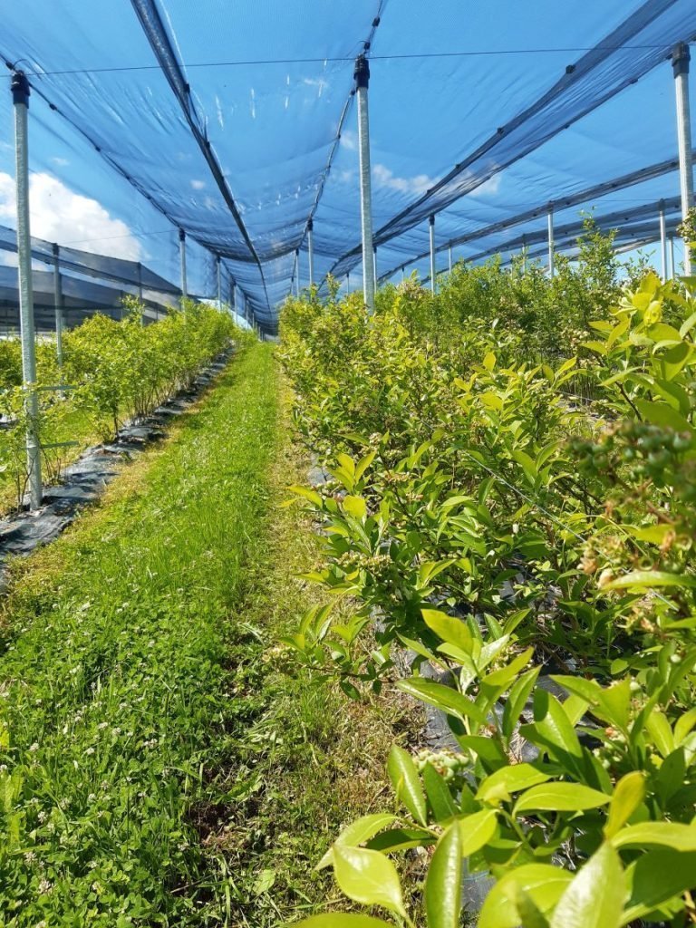 Ľúbite čučoriedky? Okoštujte ČUČKY