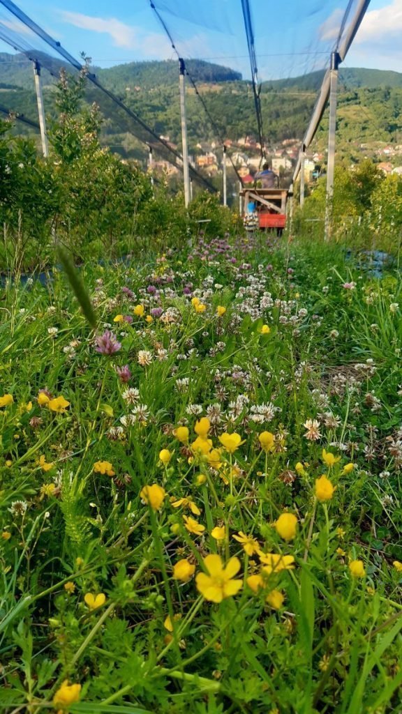 Ľúbite čučoriedky? Okoštujte ČUČKY