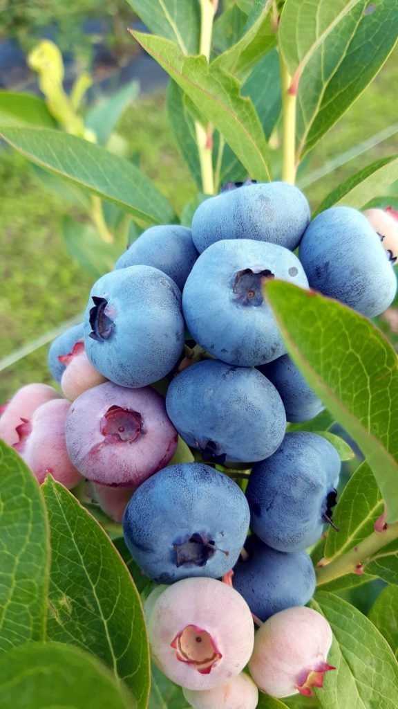 Ľúbite čučoriedky? Okoštujte ČUČKY