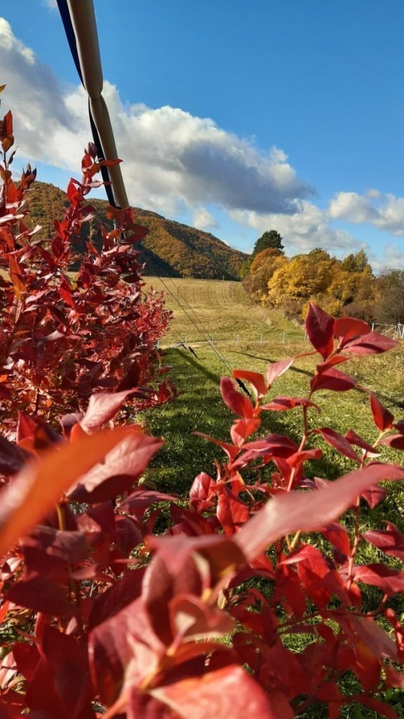 Ľúbite čučoriedky? Okoštujte ČUČKY