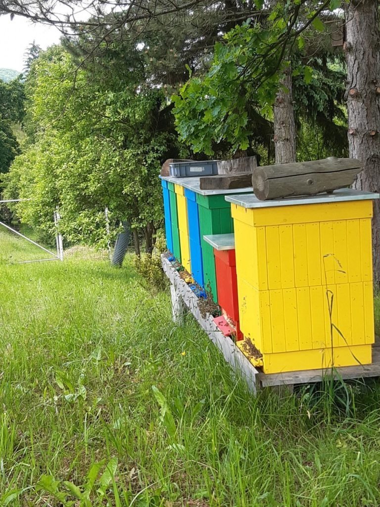 Ľúbite čučoriedky? Okoštujte ČUČKY