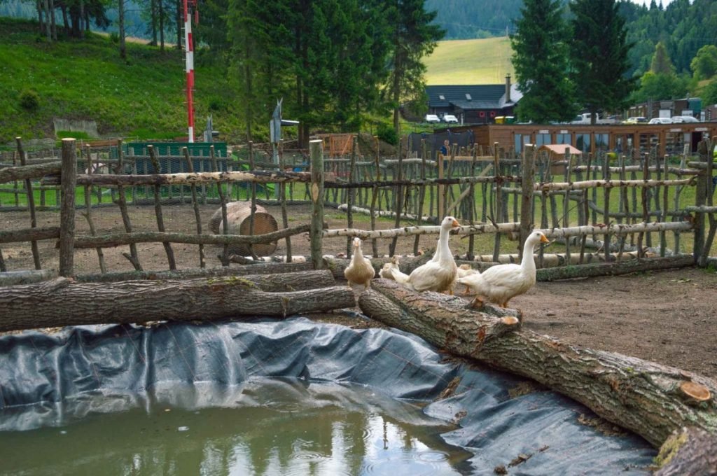 Mini ZOO Telgártsky dvor - Nová rodinná atrakcia v srdci Nízkych Tatier